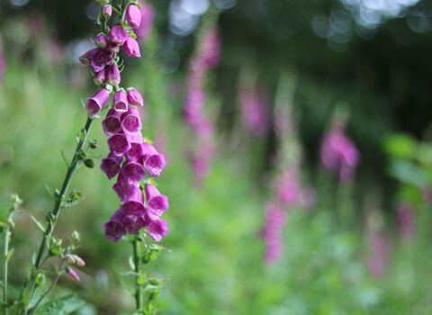 Foxglove