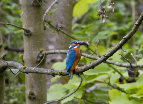 A kingfisher perched with a fish in its mouth on the Kingfisher Trail