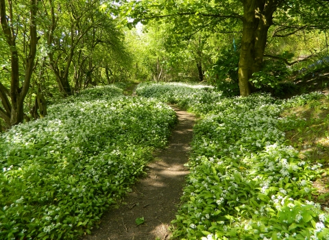 A footpath borded by swathes of fragrant wild garlic