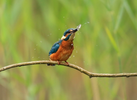 A kingfisher sitting on a twig and shaking a fish from side to side