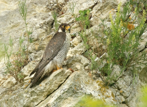 A peregrin falcon perched on a cliff