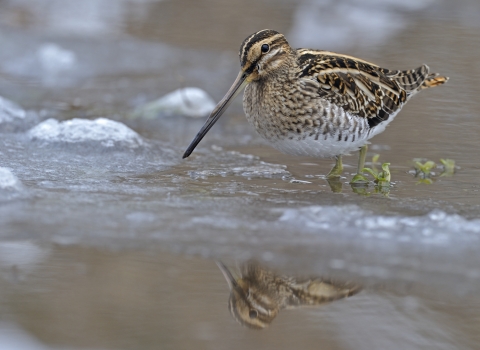 Snipe feeding in winter water covered in ice