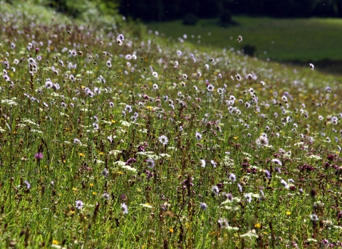 Meadow
