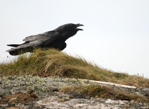 Raven