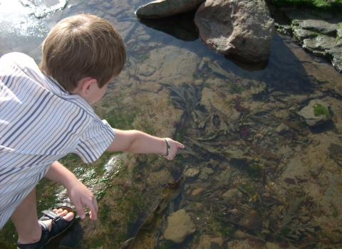 Rockpooling