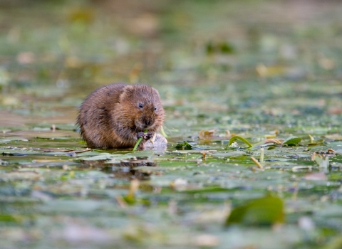 A water vole sitting in a pond and eating vegetation