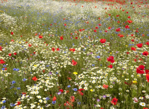 Meadow