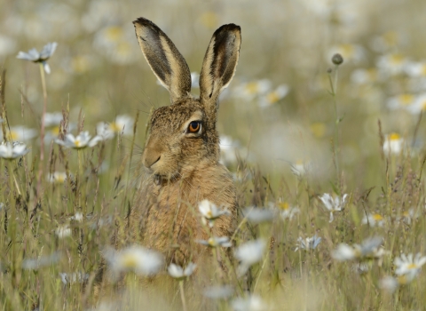 Hare