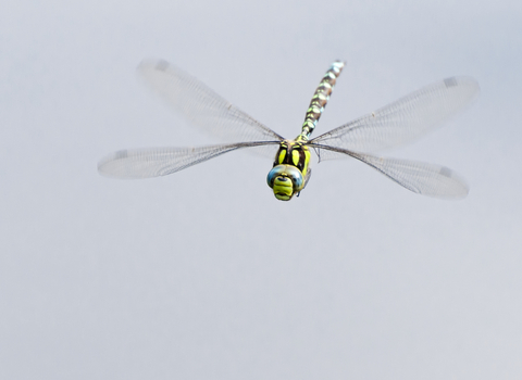 Southern Hawker Dragonfly
