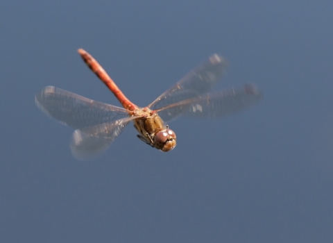 Dragonfly