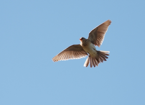 Skylark