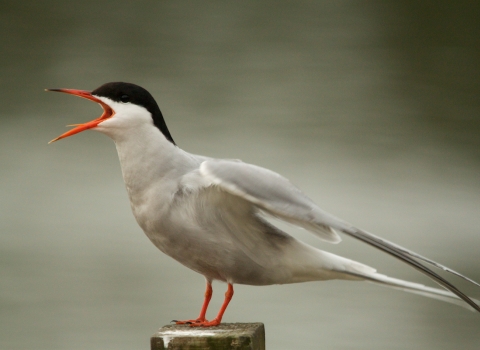 Tern