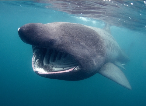 Basking Shark by JP Trenque