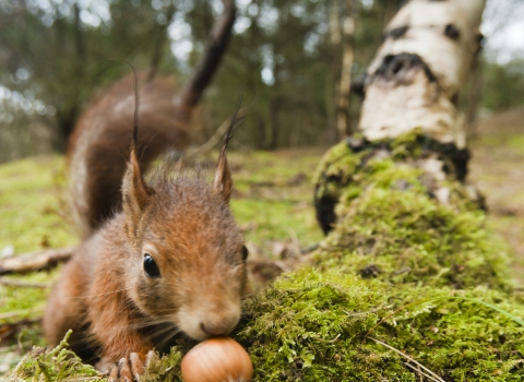 Red Squirrel by Elliott Neep