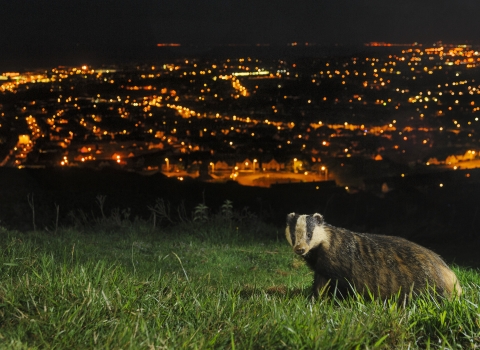 Badger by Terry Whittaker/2020VISION