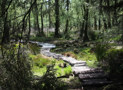 A wooden walkway through Moor Piece nature reserve