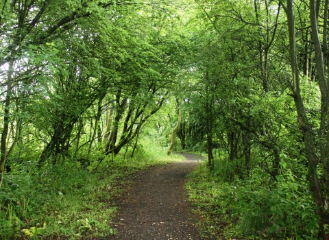 A tunnel of trees leading through the Lightshaw Meadows nature reserve