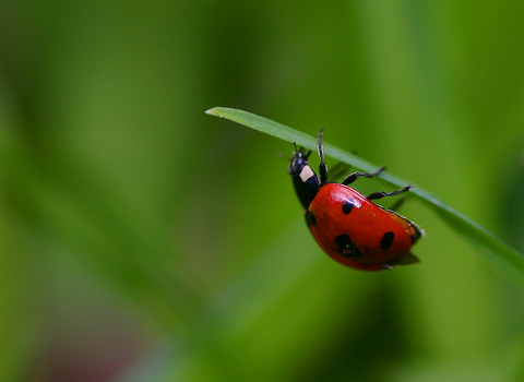 Ladybird