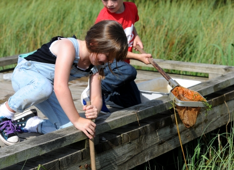 Brockholes pond dipping