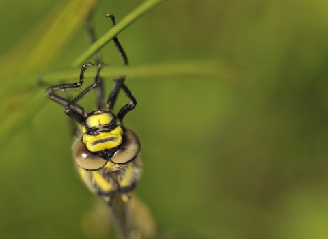 A golden-ringed dragonfly perched on a piece of grass
