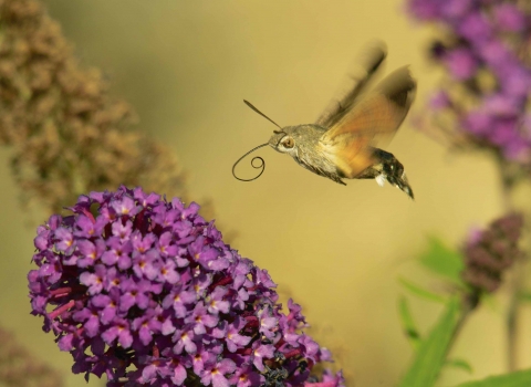 A hummingbird hawkmoth feeding with its tongue outstretched