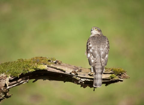 A juvenile sparrowhawk perched on an old leg in a woodland