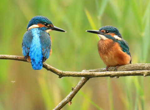A pair of kingfishers perched on a tree branch together