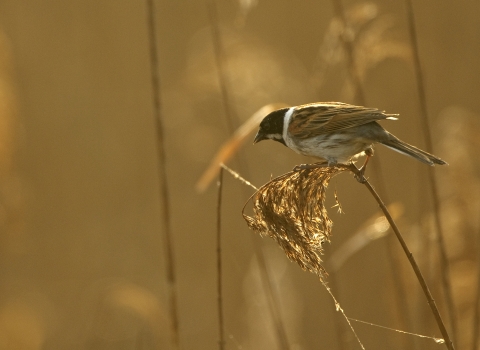A male reed bunting perched on the tip of a reed at sunset