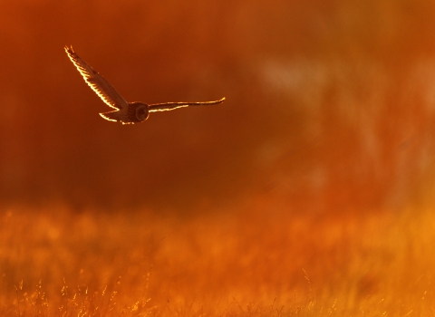 A short-eared owl flying over a field bathed in orange light from the sunset