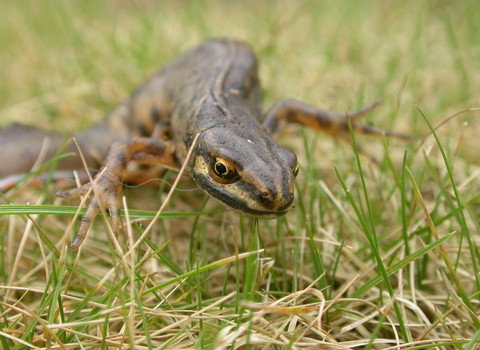 A smooth newt crawling across grass