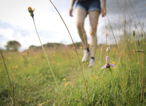 A visitor to a nature reserve walking past a bee orchid