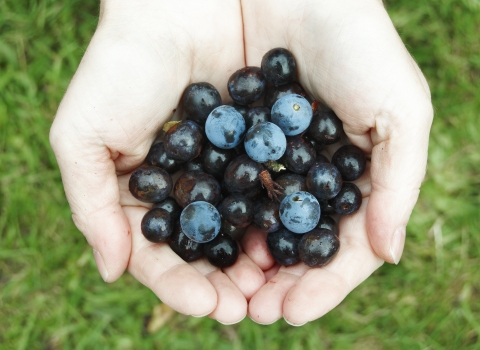 Sloes in hand