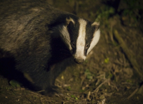 Badger by Neil Aldridge