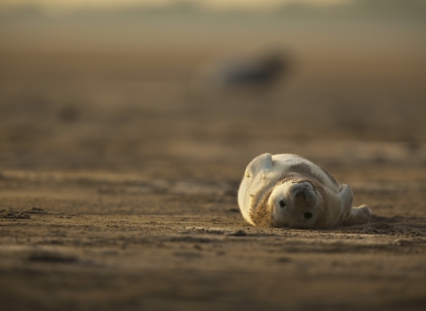Grey seal by Neil Aldridge
