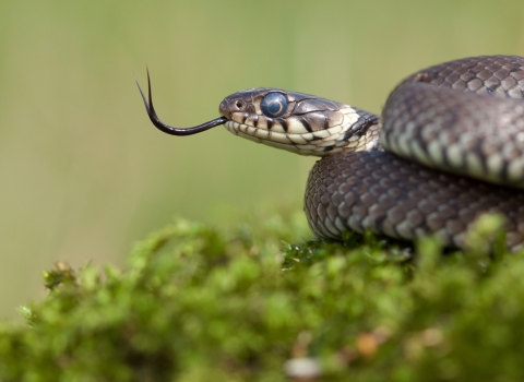 Grass Snake