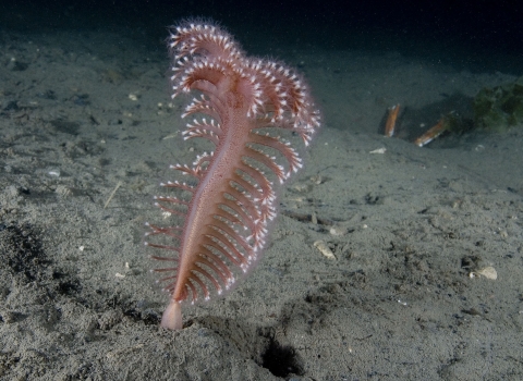 Sea pen by Paul Naylor