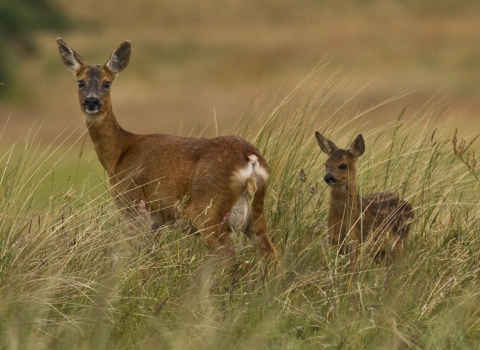 Roe Deer and young
