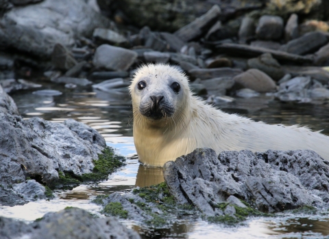 Seal Pup