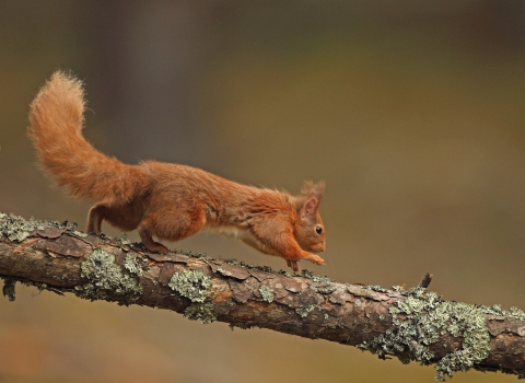 Red Squirrel