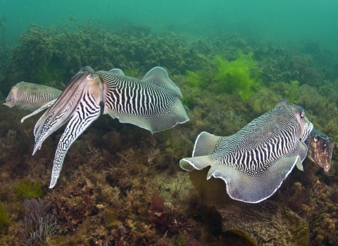 Cuttlefish by Alexander Mustard/2020VISION