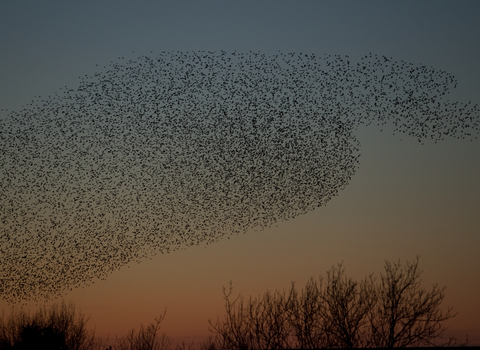 Murmuration of Starlings