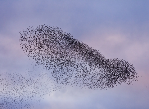 Murmuration of Starlings