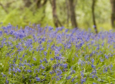 Bluebells