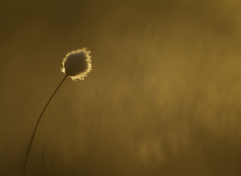 Cotton grass by Mark Hamblin/2020VISION
