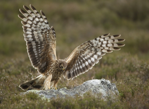 Hen Harrier by Mark Hamblin/2020VISION