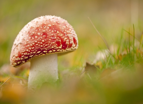 Toadstool