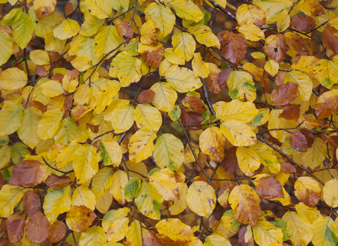 Autumn Leaves