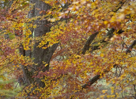 Autumn Trees