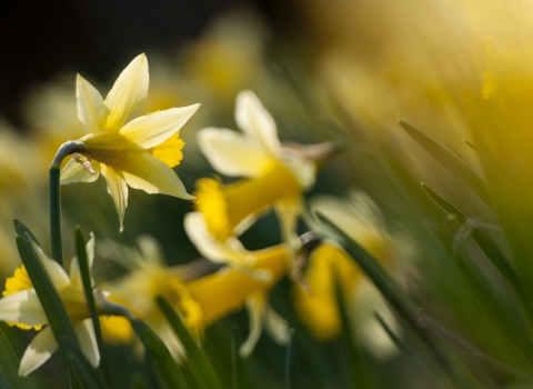 Wild Daffodils