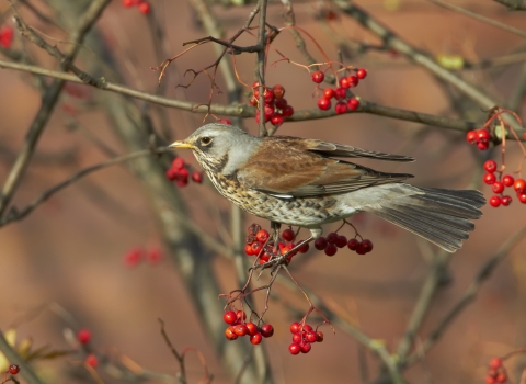 Fieldfare